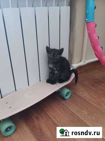 Котята в добрые руки приучены к лотку Бузулук - изображение 1