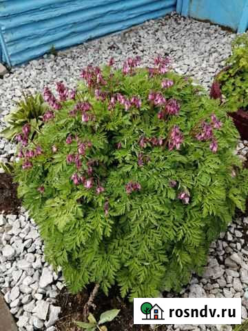 Дицентра Петропавловск-Камчатский - изображение 1