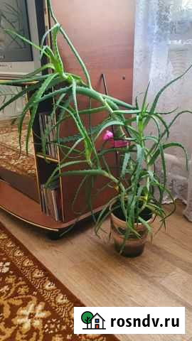 Алоэ лечебный Курск - изображение 1