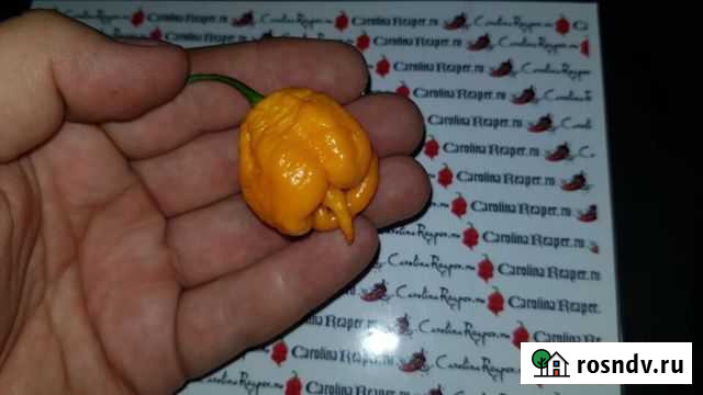 Carolina Reaper Yellow Каролина Рипер Желтая Севастополь - изображение 1