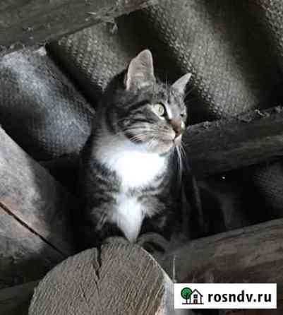 Кот. Ждёт доброго хозяина Псков