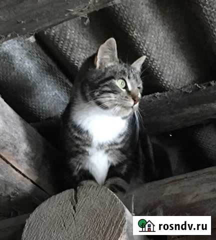 Кот. Ждёт доброго хозяина Псков - изображение 1