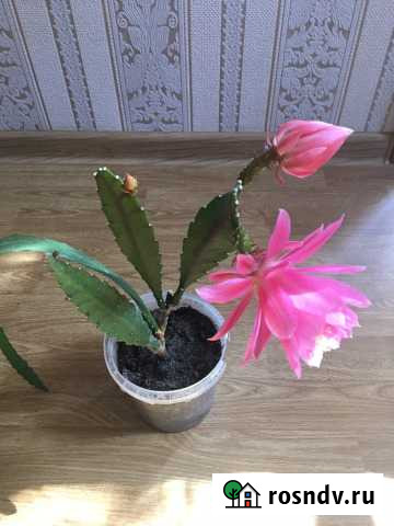 Комнатное растение - цветок Эпифиллум Симферополь - изображение 1