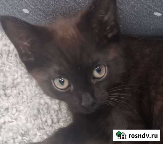 Кошки Мурманск - изображение 1