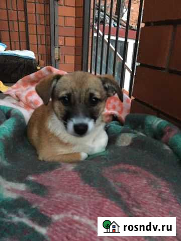 Щенок девочка Шахты - изображение 1
