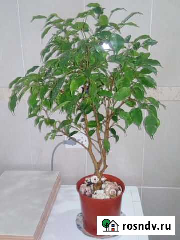 Бенджамина Супсех - изображение 1