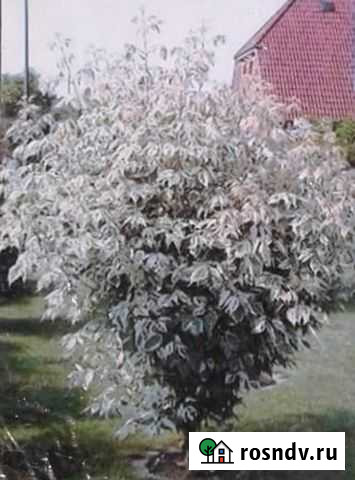 Клен фламинго Казанская - изображение 1