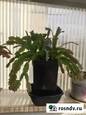 Декабрист Краснодар - изображение 1