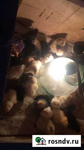 Яйцо инкубационное домашних кур смесь Баговская - изображение 1