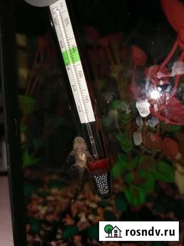 Сомики анциструсы Киров - изображение 1