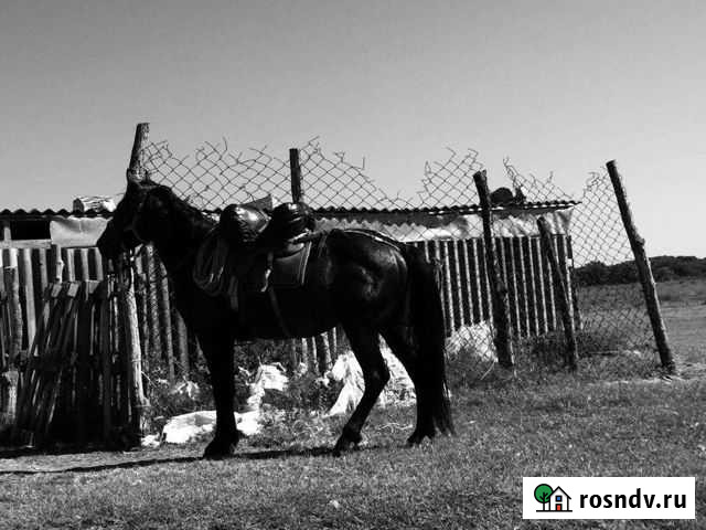 Обучаю лошадей Кизилюрт - изображение 1