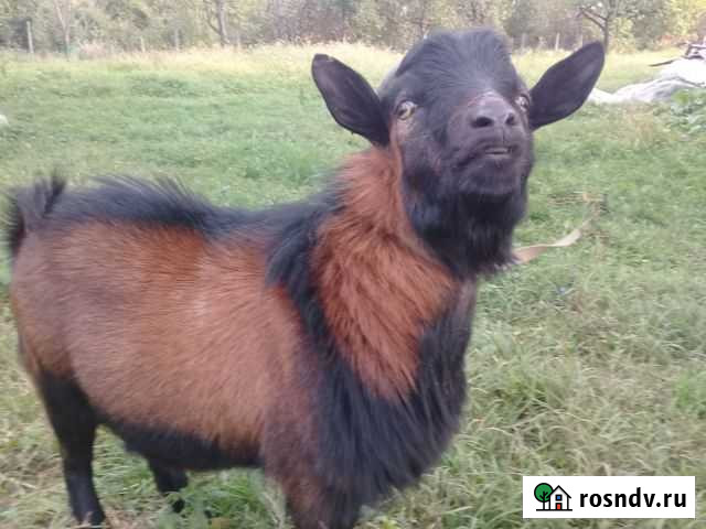 Козел камерунский на случку Ильский - изображение 1