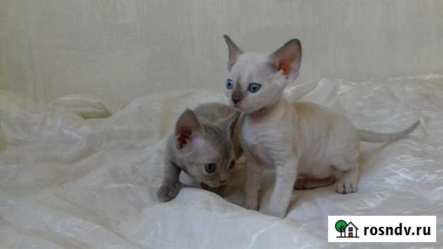 Блюшаня Новосибирск - изображение 1