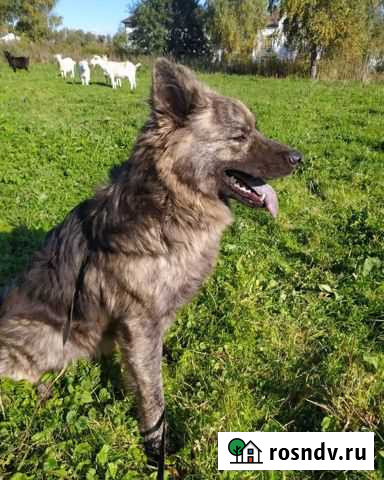 Собака в добрые руки Калининград - изображение 1