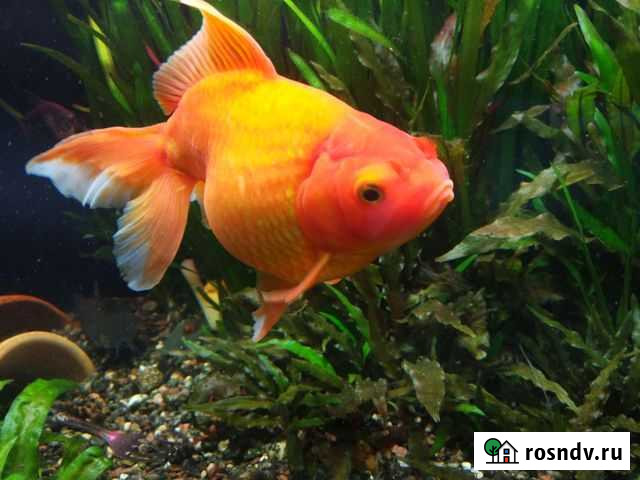 Золотая рыбка Ковров - изображение 1