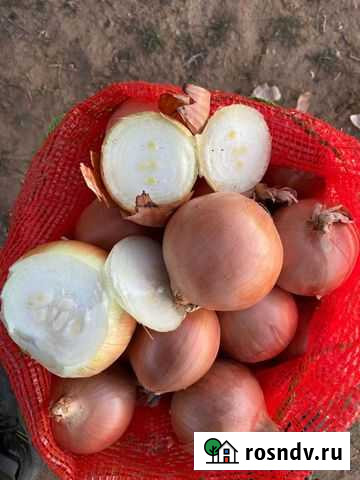 Лук на перо сорт Каратал Светлый - изображение 1