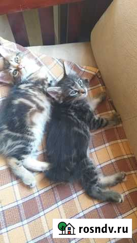 Курильский бобтейл Геленджик - изображение 1