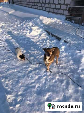 Собака в добрые руки щенок Красноуфимск - изображение 1