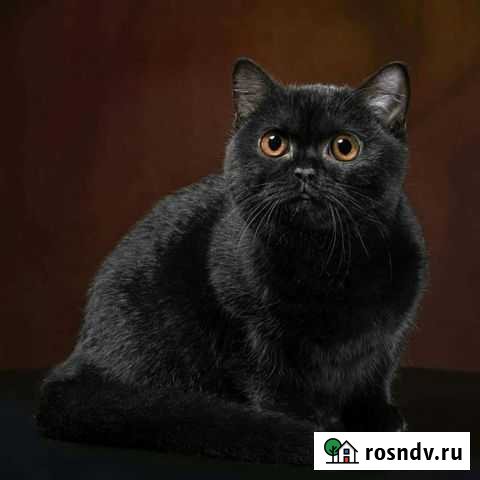 Британская кошечка Новосибирск - изображение 1