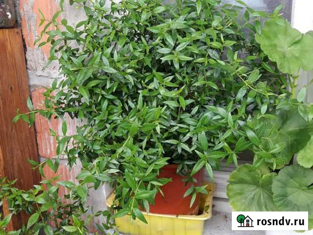 Мирт Дзержинск - изображение 1