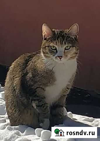 В Добрые руки Иркутск - изображение 1