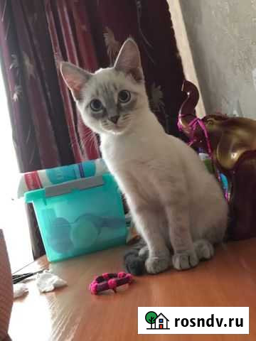 Отдам кошку Шушенское - изображение 1