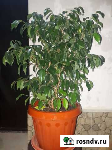 Бенджамина Каспийск - изображение 1