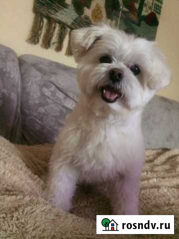 Вязка мальтезе Новокузнецк - изображение 1