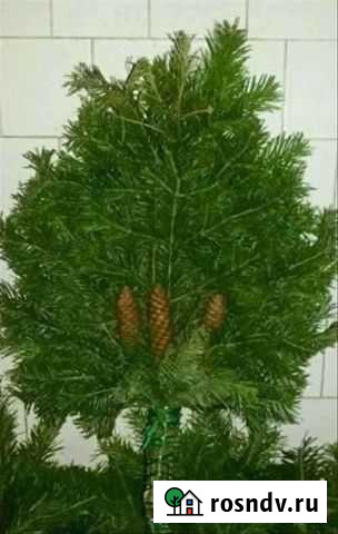 Пихта новогодняя Ульяновск - изображение 1