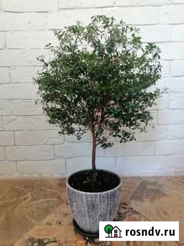 Мирт (4 отростка) Кемерово - изображение 1