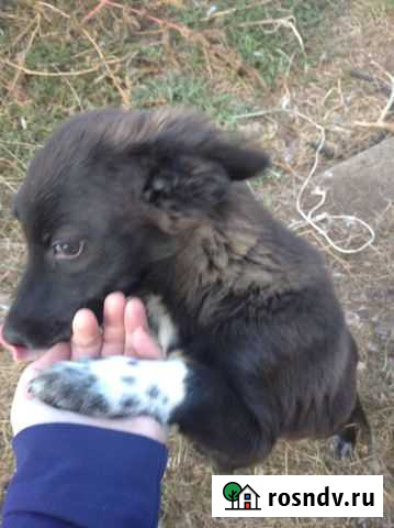 Собака в добрые руки щенок Красноперекопск - изображение 1