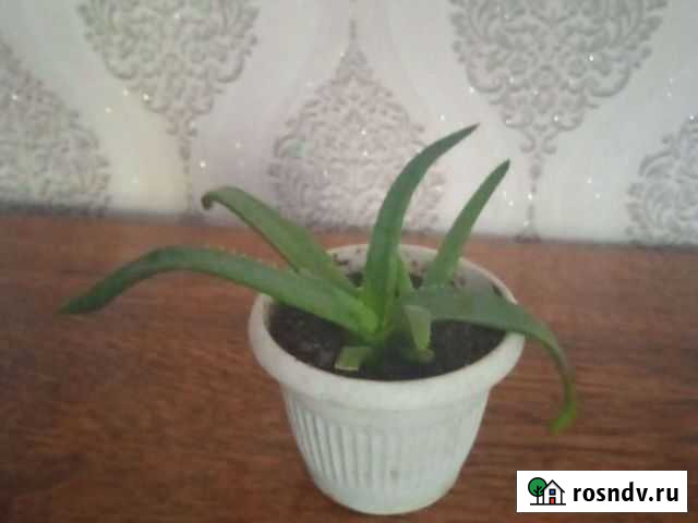 Алоэ Моршанск - изображение 1