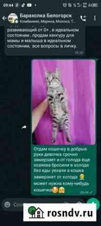 Кошка в дар Белогорск