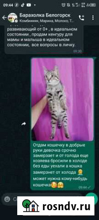 Кошка в дар Белогорск - изображение 1