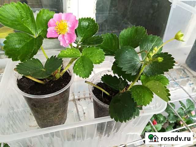 Семена клубники редкие сорта Пенза - изображение 1