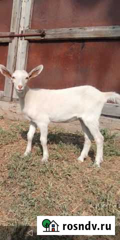 Продам козочку Хворостянка - изображение 1