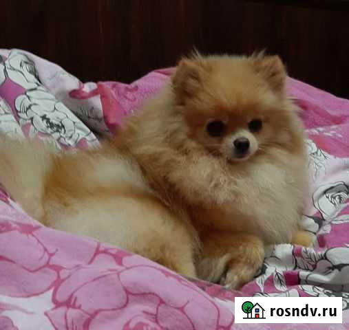 Шпиц померанский девочка 2 года Петропавловск-Камчатский - изображение 1