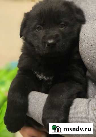Восточноевропейская овчарка черный Октябрьское - изображение 1