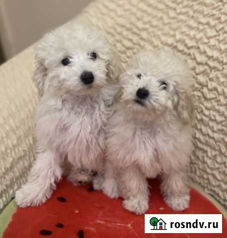 Мальчики щенки той пудели Йошкар-Ола - изображение 1