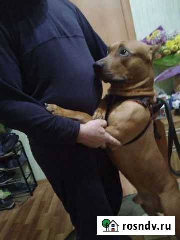 Собака Кущевская - изображение 1