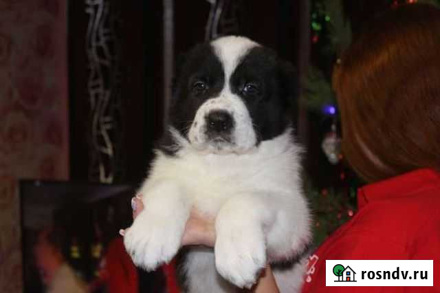 Среднеазиатская овчарка Железногорск - изображение 1