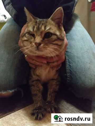 Найден кот Дедовск - изображение 1