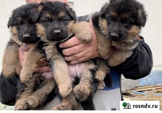 Щенки немецкой овчарки с родословной РКФ, клеймом) Казань - изображение 1