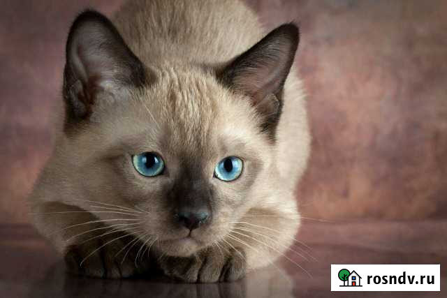 Передержка кошечек Североморск - изображение 1