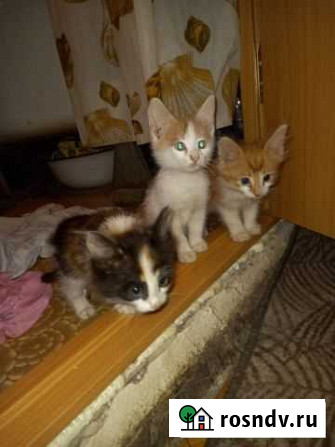 Котята в добрые руки Энгельс - изображение 1