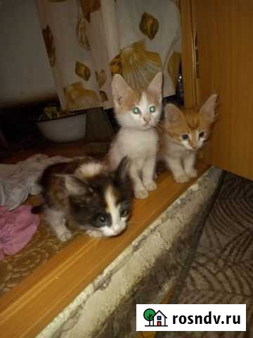 Котята в добрые руки Энгельс - изображение 1