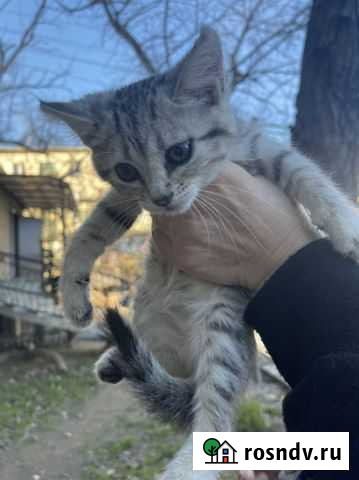 Котята в добрые руки Махачкала - изображение 1