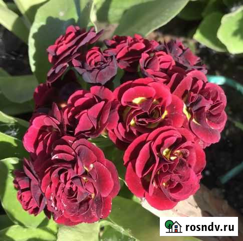 Примула Тула - изображение 1