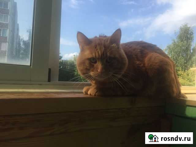 Курильский бобтейл приглашает на вязку Смоленск - изображение 1