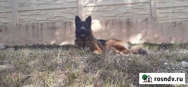 Немецкая овчарка, кобель на вязку Геленджик - изображение 1